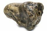 Woolly Mammoth Upper M Molar - Hungary #295871-5